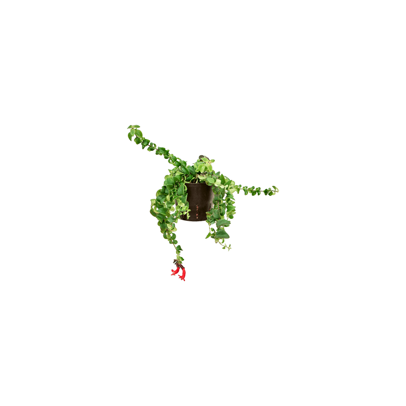 Aeschynanthus Scoubidou