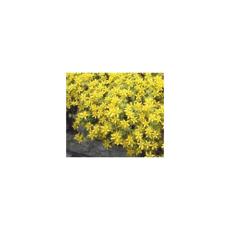 Sedum acre 'Yellow Queen'