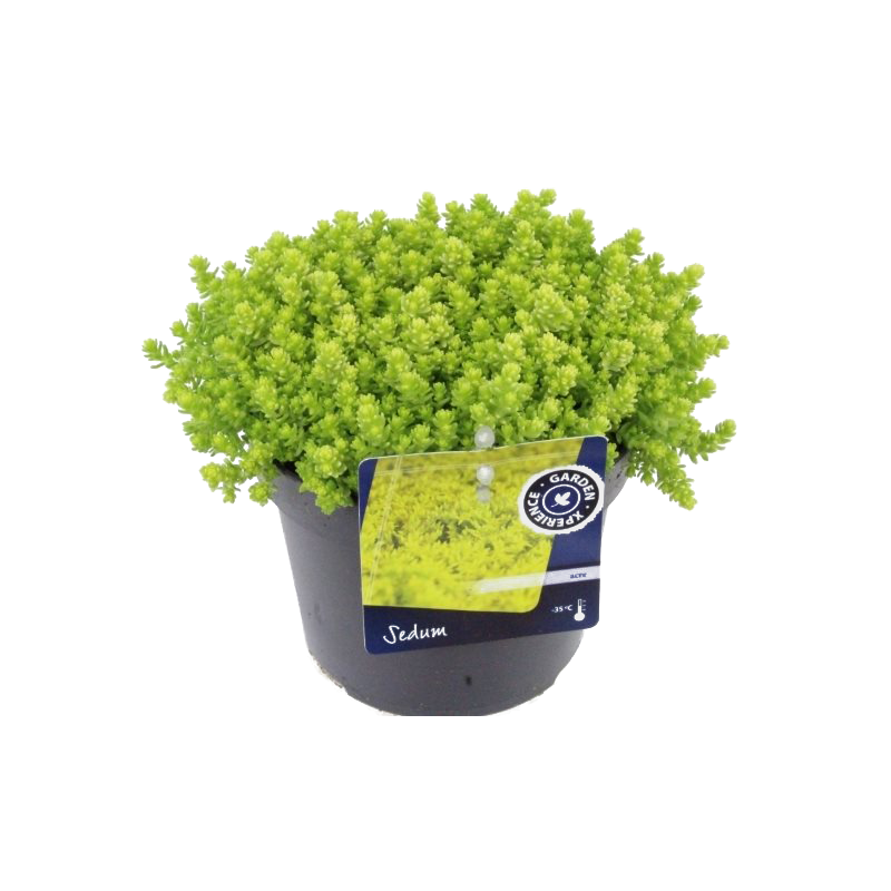 Sedum acre 'Yellow Queen' - 6 stuks