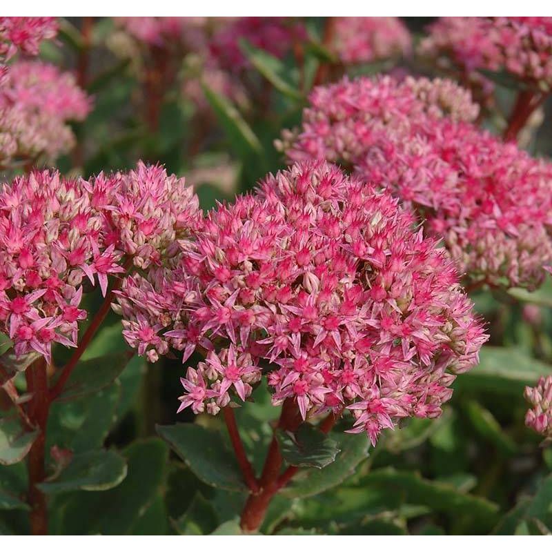 Sedum 'Carl' 