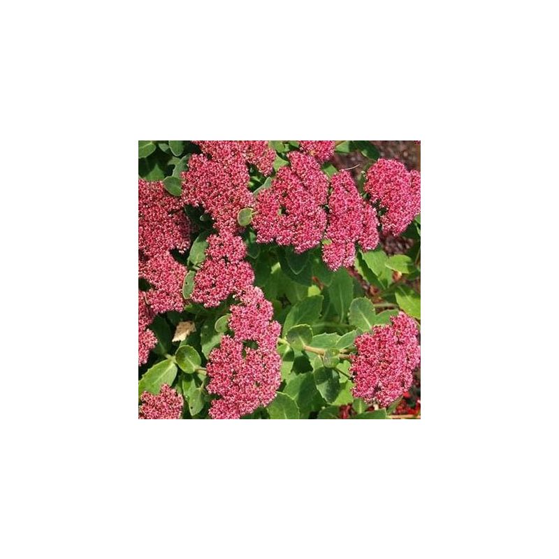 Sedum 'Herbstfreude'