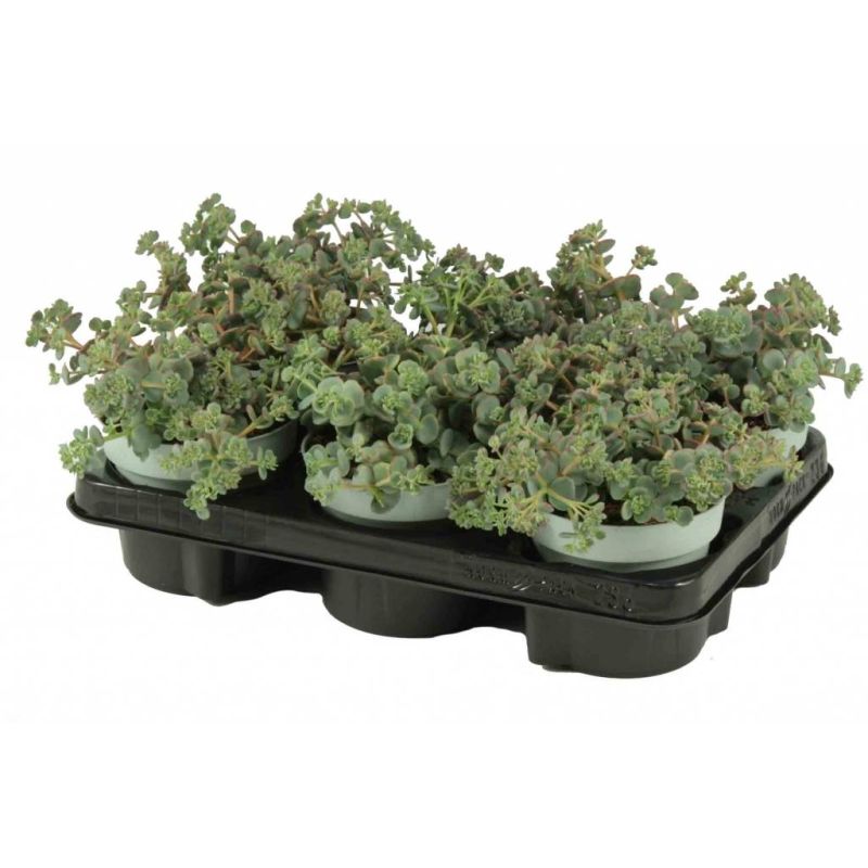 Sedum sieboldii 