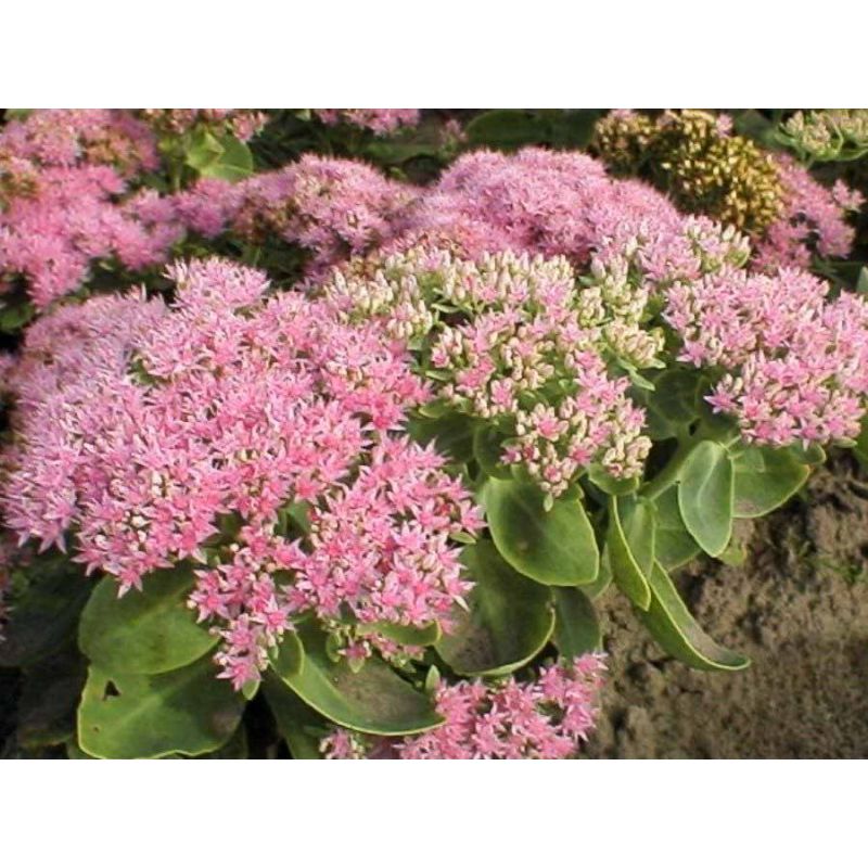 Sedum Brillant 