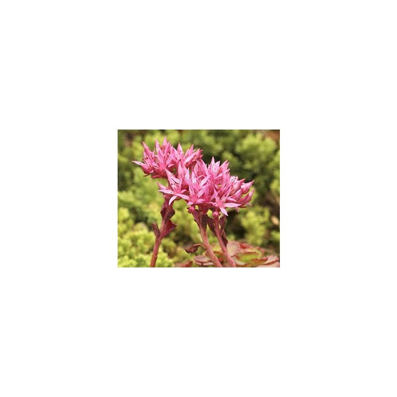 Sedum spurium Fuldaglut