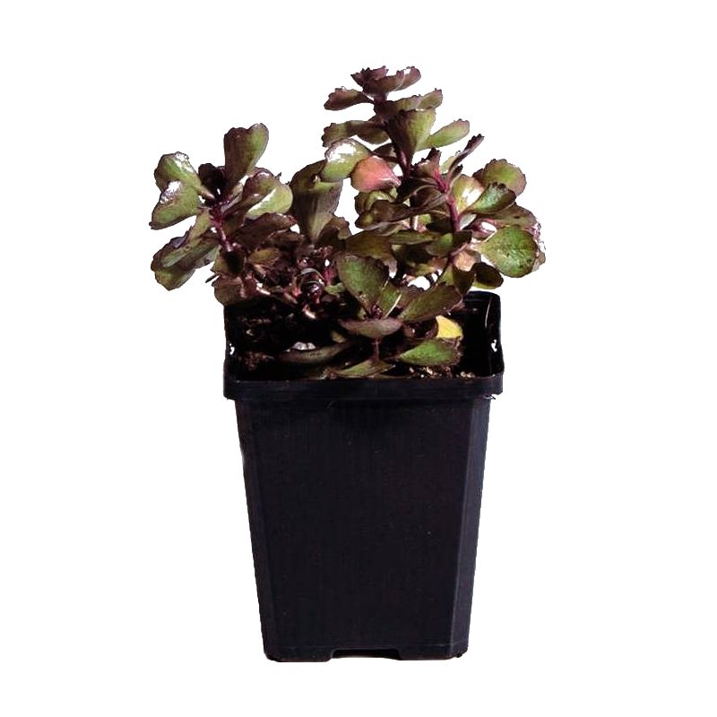 Sedum spurium Fuldaglut