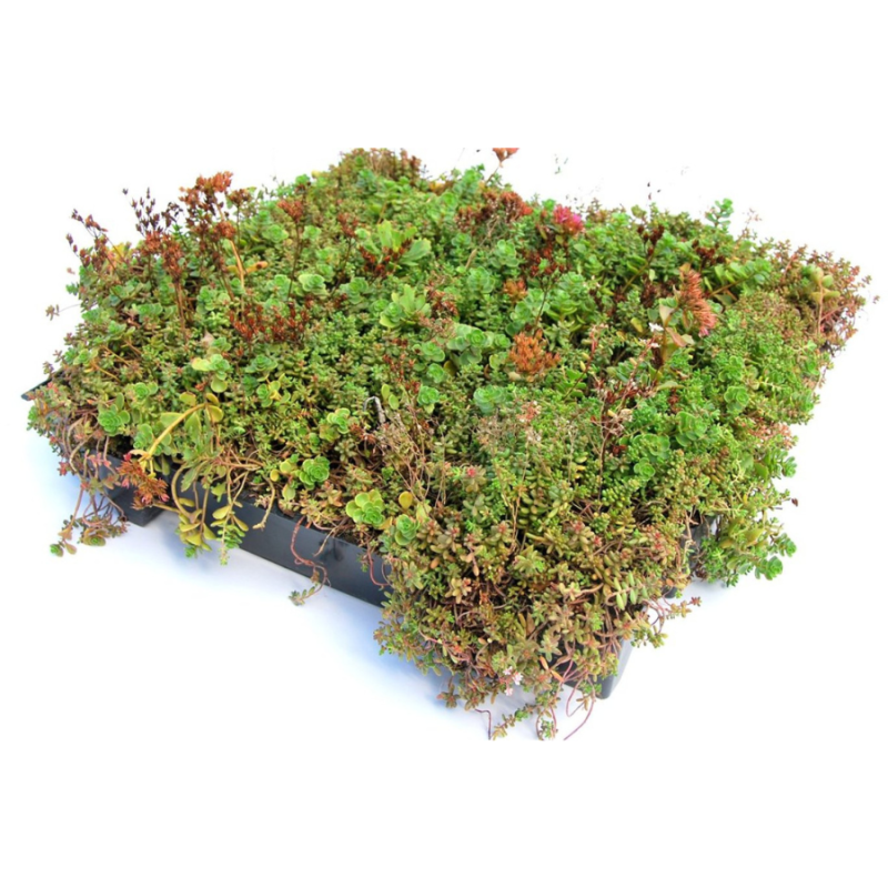 Sedum Mobiroof eco cassette