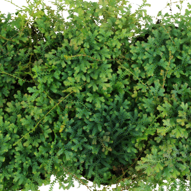 Selaginella Peacock