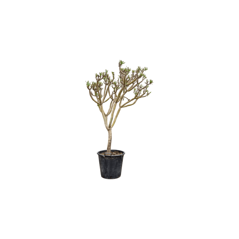 Senecio kleinia vertakt
