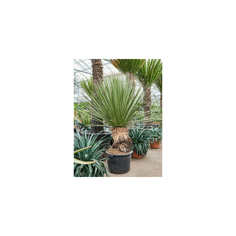Dasylirion serratifolium