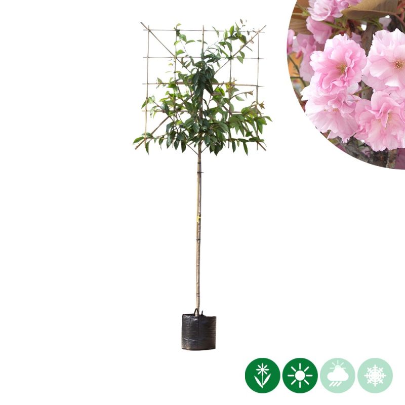 Prunus serrulata - leiboom