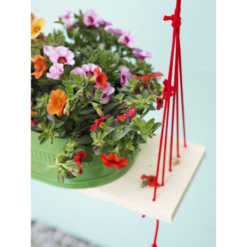 Seizoensbloemen