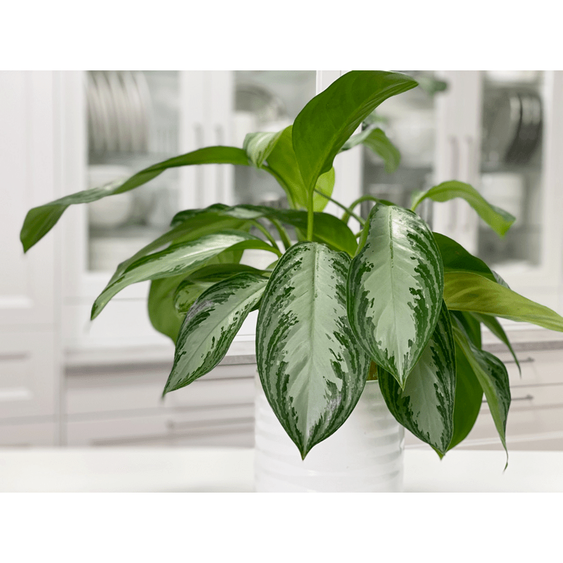 Aglaonema Silver Moon