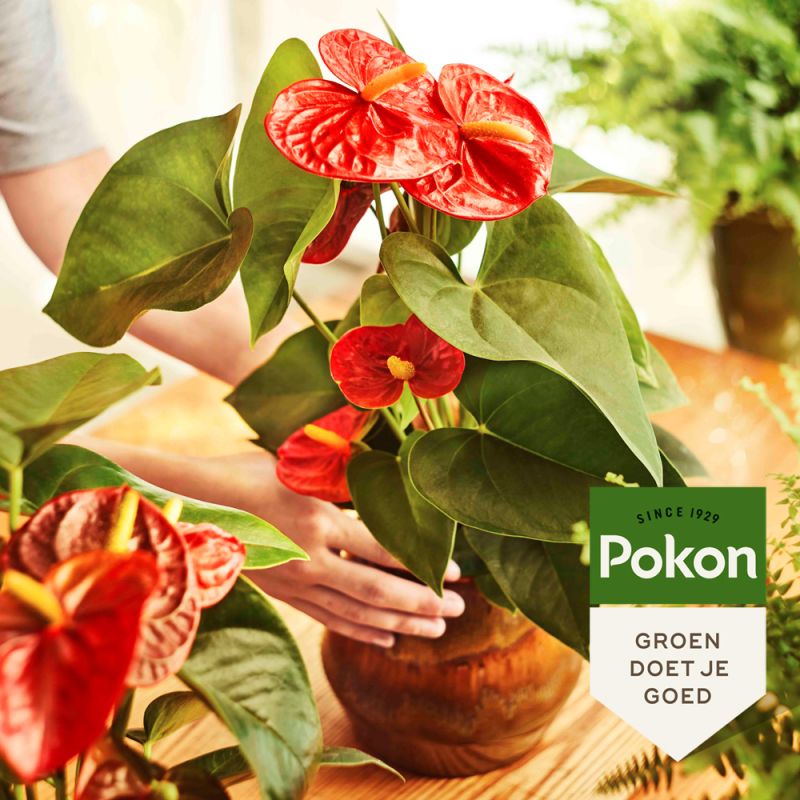 Anthurium potgrond 5L