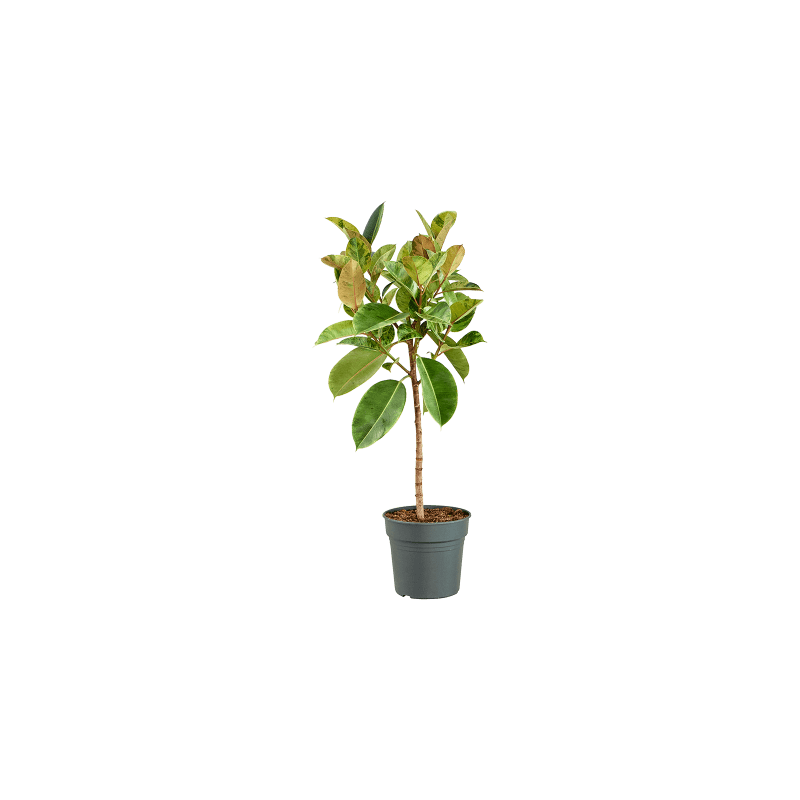 Ficus Shivereana Moonshine op stam