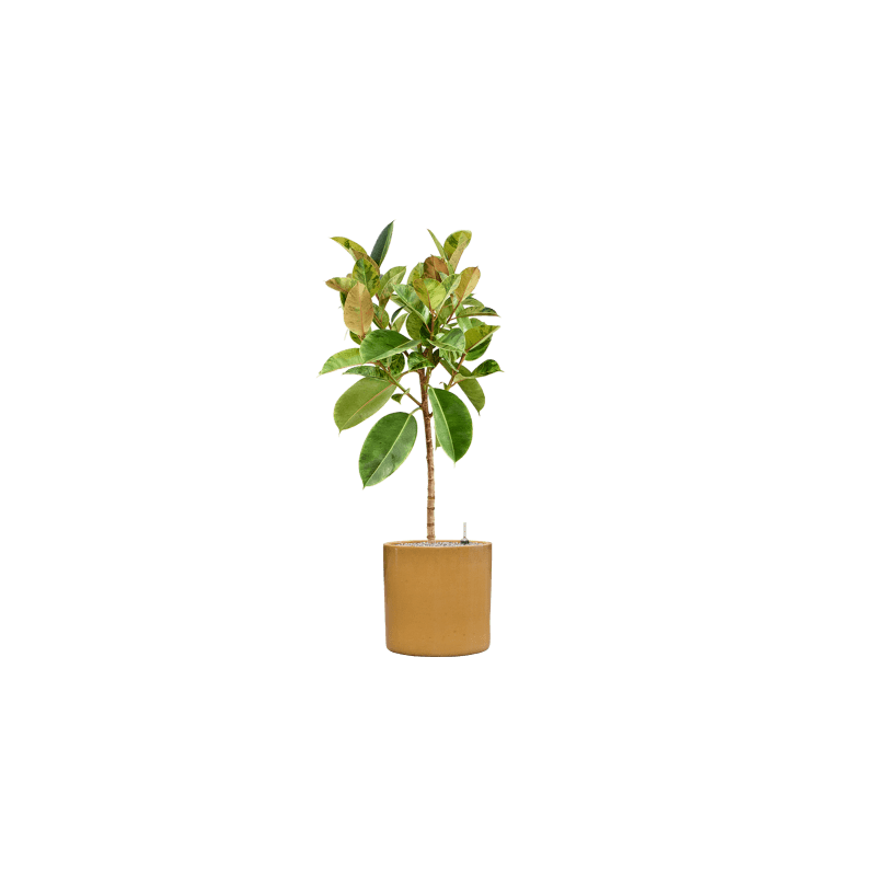 Ficus Shivereana Moonshine op stam