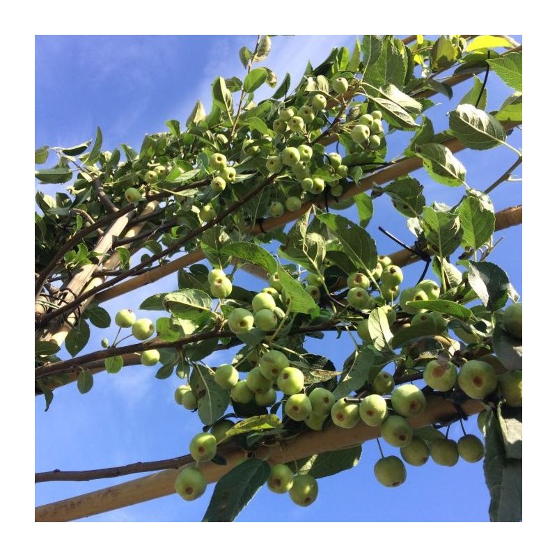 Malus 'Red Sentinel' - leiboom