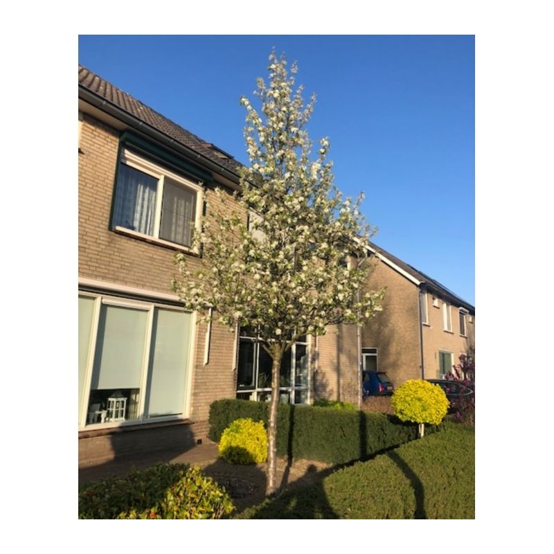 Pyrus Chanticleer- volgroeid