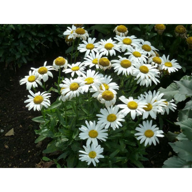 Leucanthemum Silberprinzessche