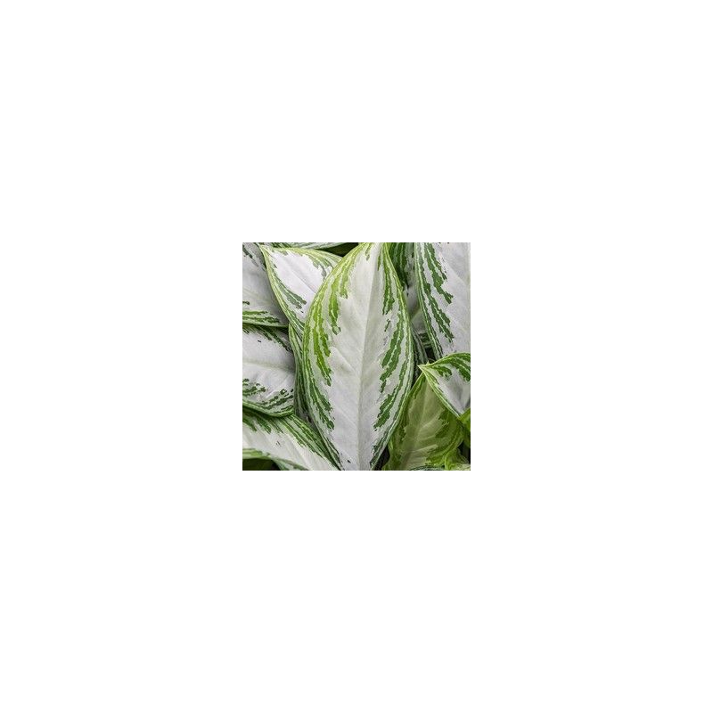 Aglaonema Silver Bay in Runner rond wit