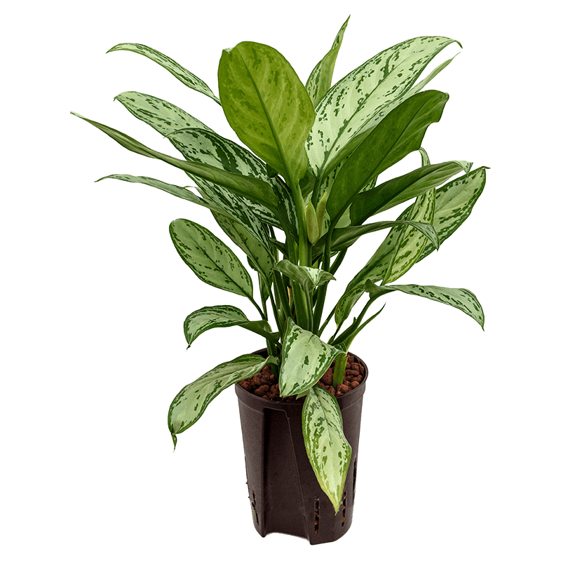 Aglaonema Silver King