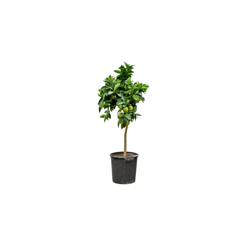 Citrus Arancio