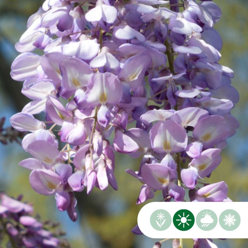 Wisteria sinensis - dakboom