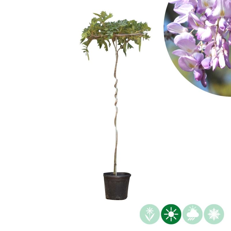 Wisteria sinensis - dakboom