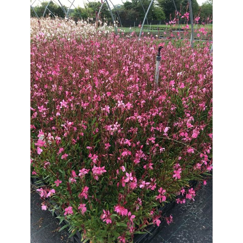 Gaura lindh. 'Siskiyou Pink'