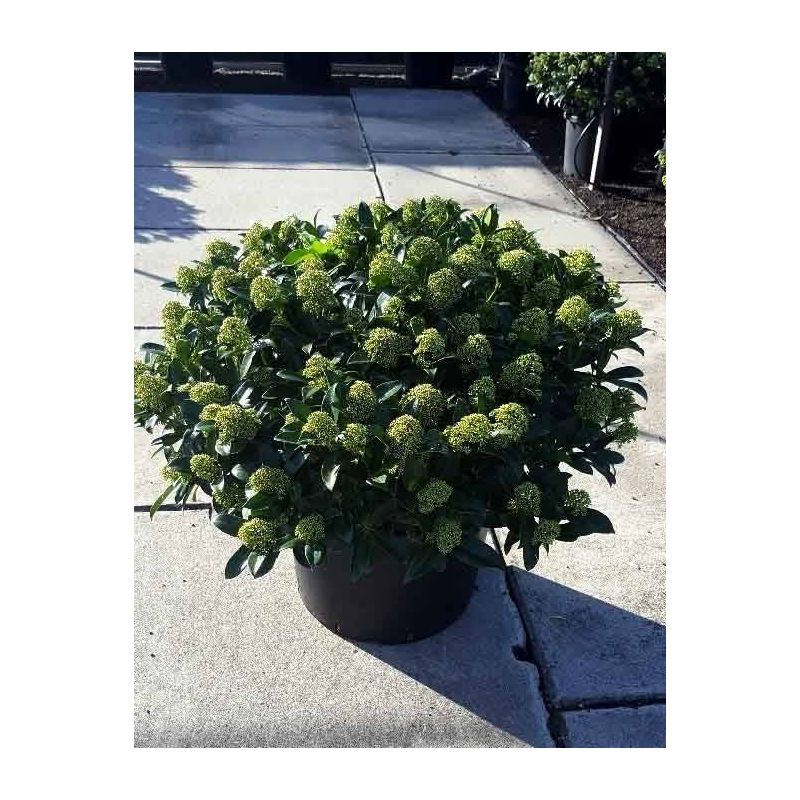 Skimmia japonica 'Fragrant Cloud'