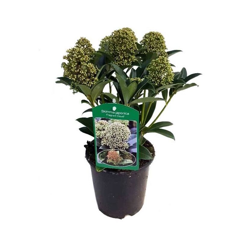 Skimmia japonica 'Fragrant Cloud'