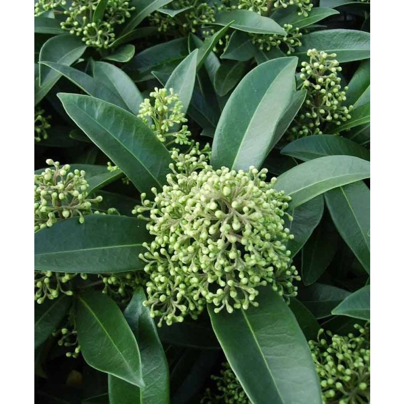 Skimmia Kew Green