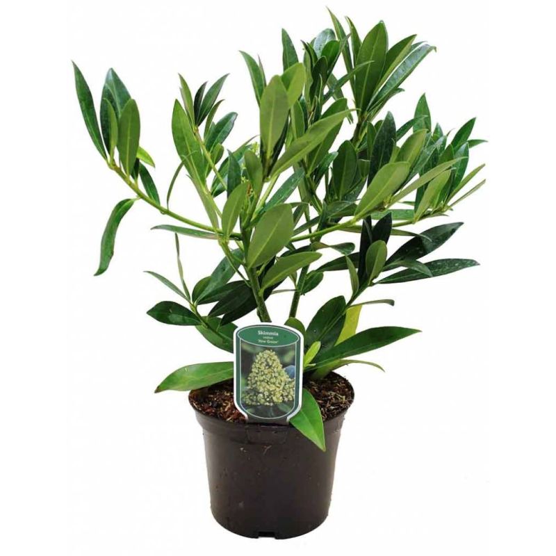 Skimmia Kew Green