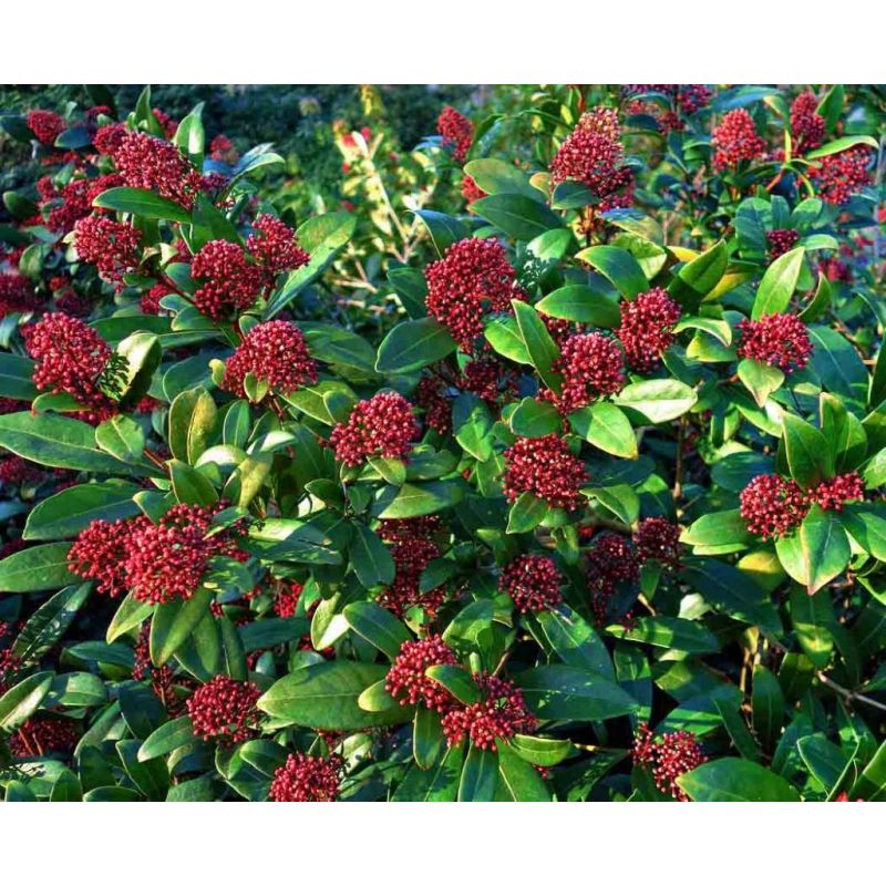 Skimmia japonica Rubella