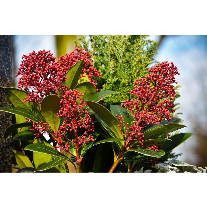 Skimmia japonica Rubella