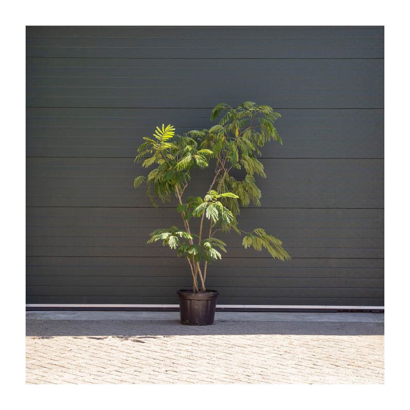 Albizia Julibrissin - meerstammig