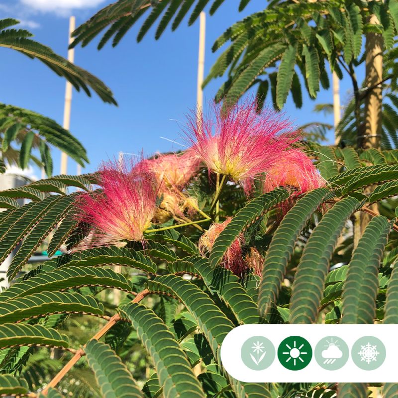 Albizia Julibrissin - meerstammig