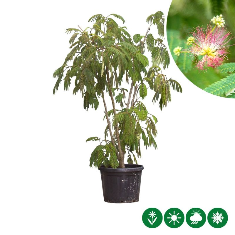 Albizia Julibrissin - meerstammig