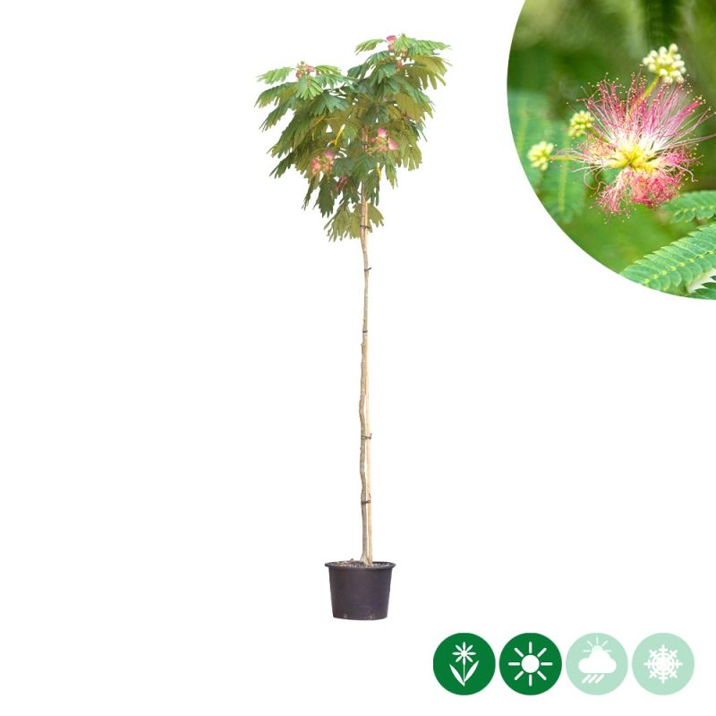 Albizia julibrissin