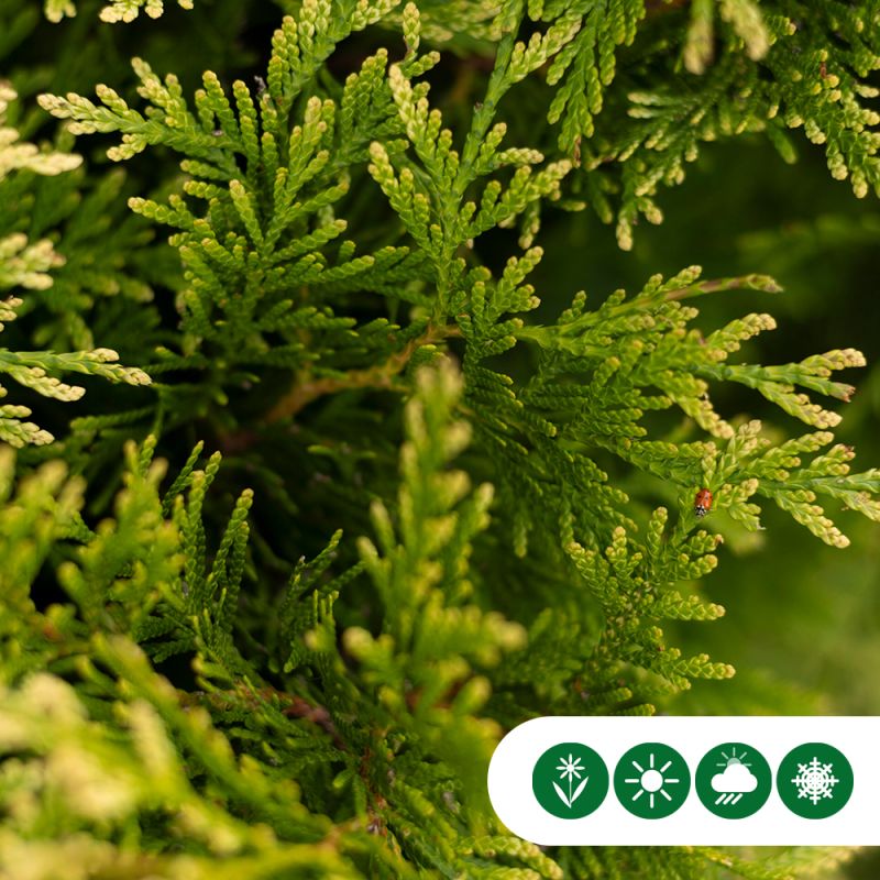 Thuja Smaragd - haag