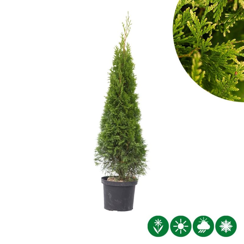 Thuja Smaragd - haag