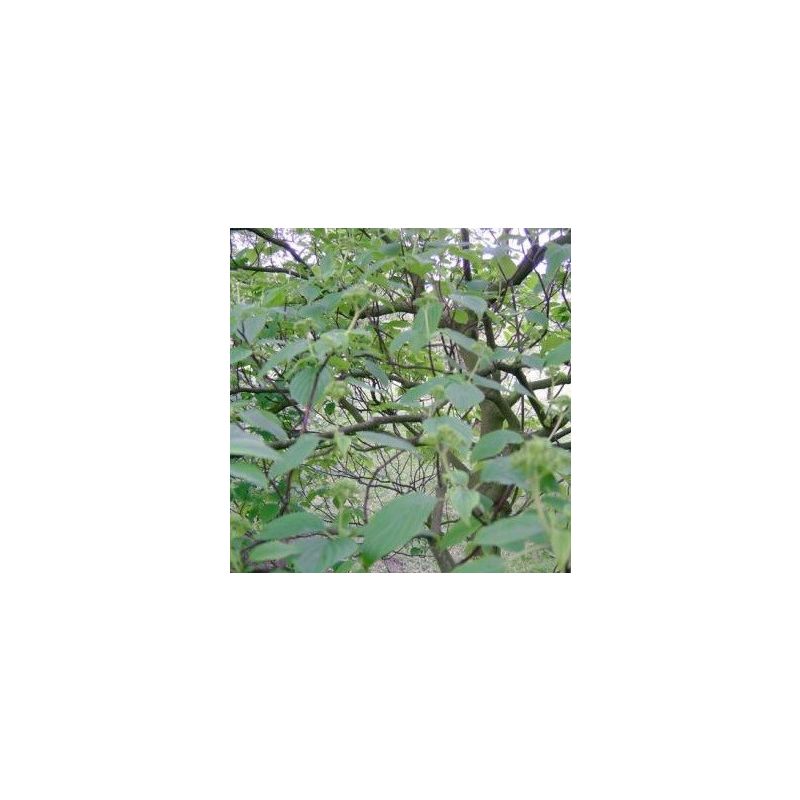 Sophora Japonica - meerstammig