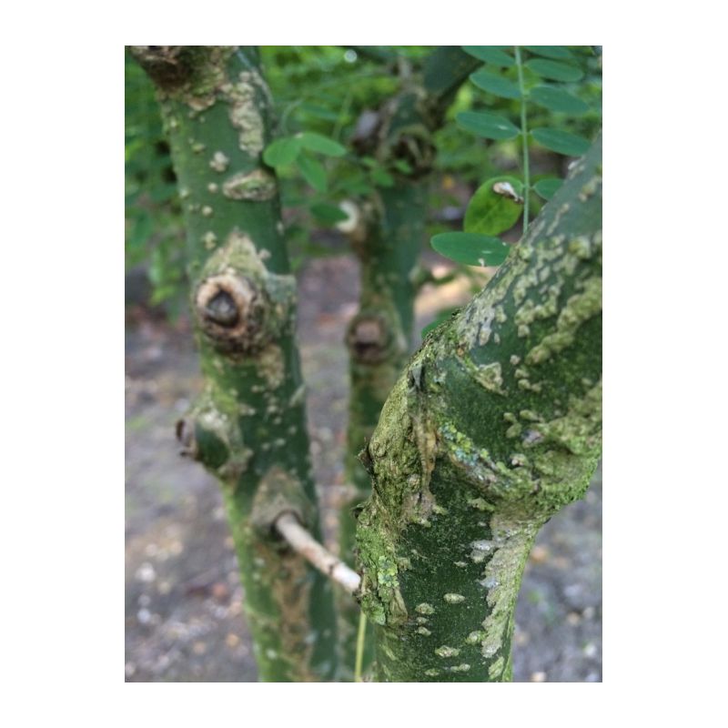 Sophora Japonica - meerstammig