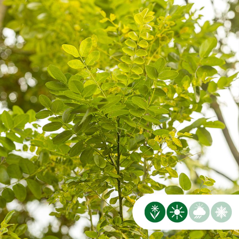 Sophora japonica - meerstammig