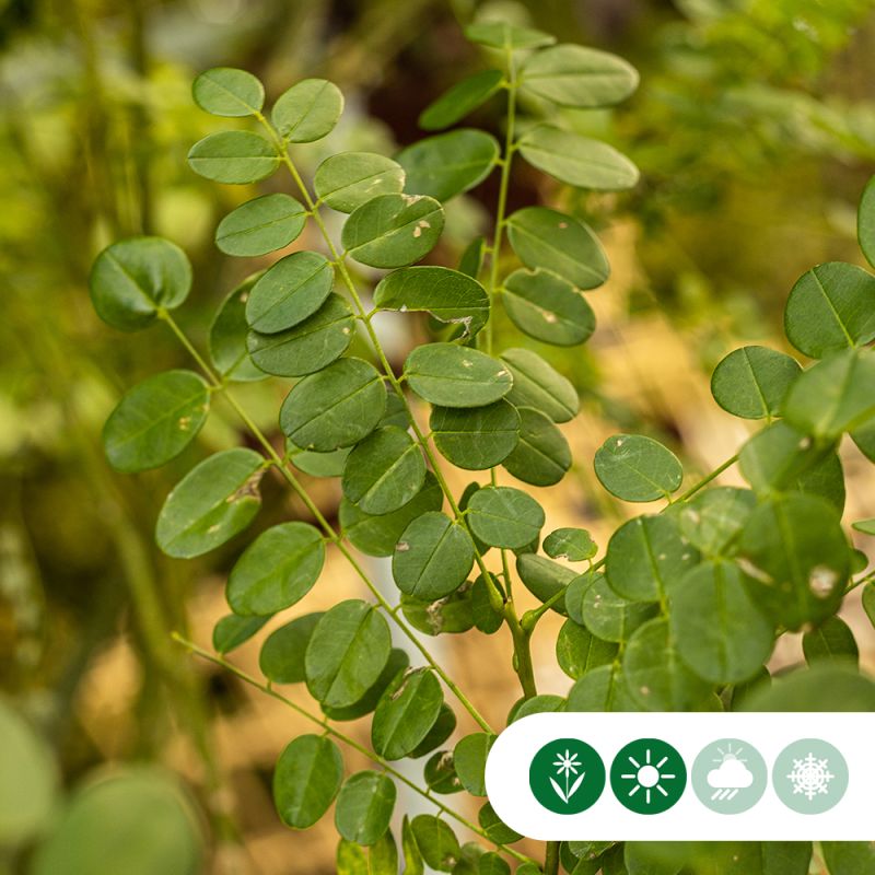 Sophora japonica - meerstammig