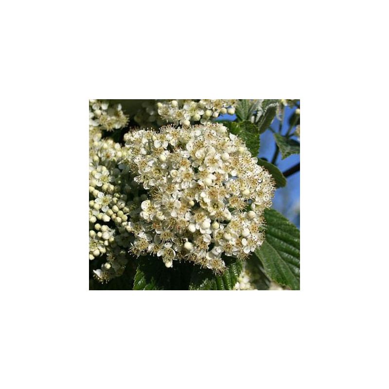Sorbus Aria Magnifica