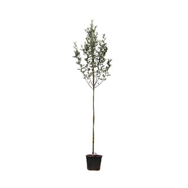 Sorbus Aria Magnifica