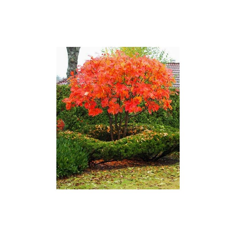 Sorbus Dodong
