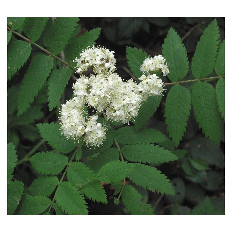 Sorbus aucuparia - meerstammig