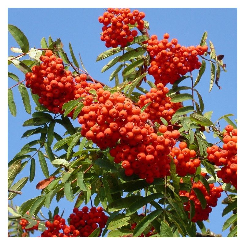 Sorbus Aucuparia