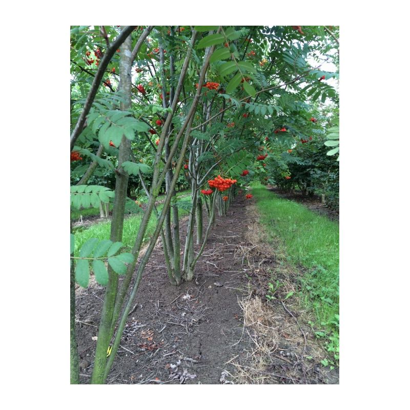 Sorbus aucuparia - meerstammig